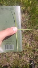 Dichanthelium perlongum