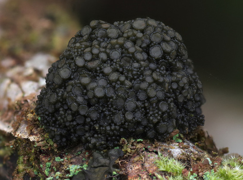 Gabura fascicularis