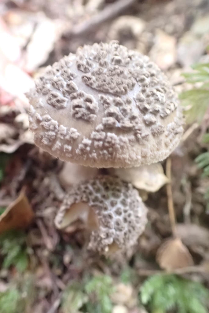 Amanita nothofagi · February 2025 · photo: © claire_grace83 (iNaturalist, cc-by)