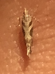 Aristotelia fungivorella