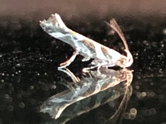 Aristotelia fungivorella