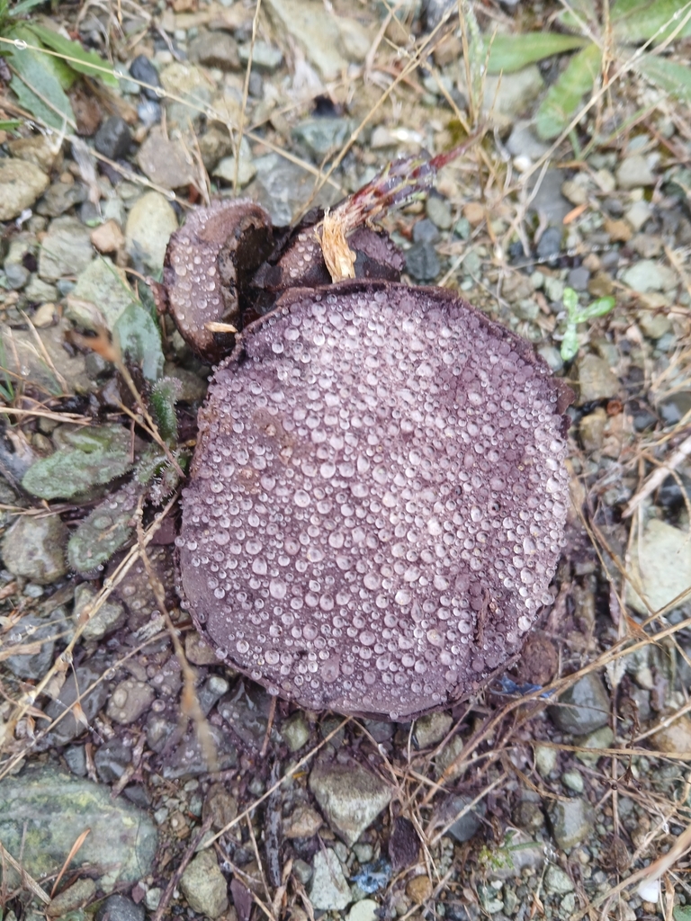 Calvatia lilacina · February 2025 · photo: © claire_grace83 (iNaturalist, cc-by)