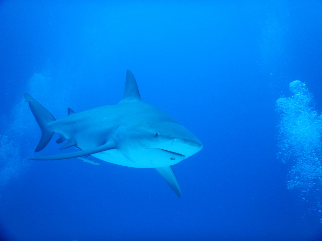 Bull shark swimming in clear blue water off Quintana Roo, Mexico