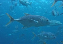 Caranx caninus