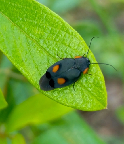 Pacific Cockroach