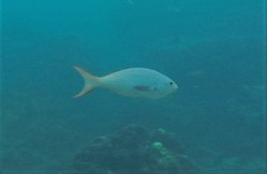 Cephalopholis colonus