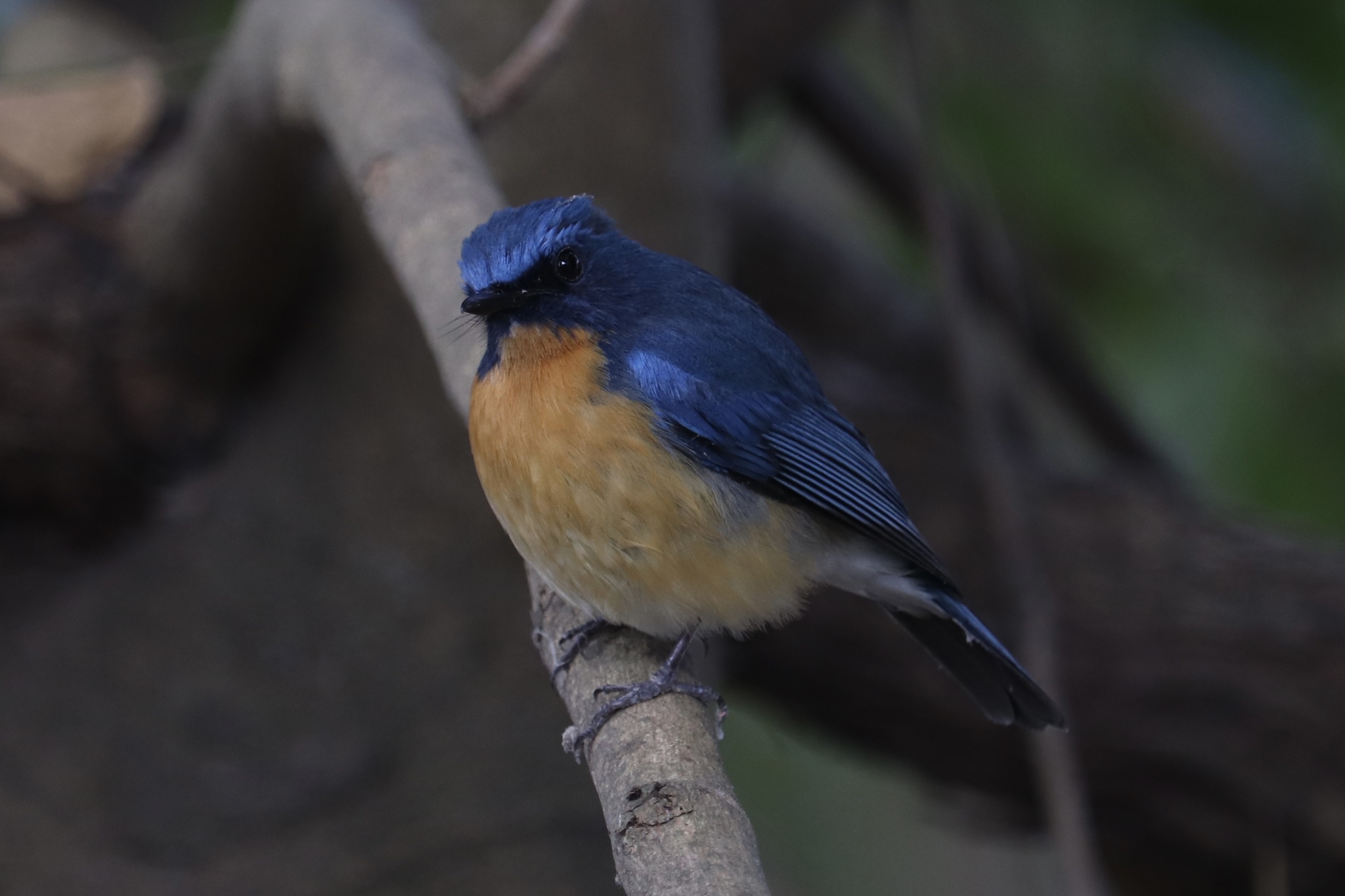 Tickell's Blue Flycatcher illustration
