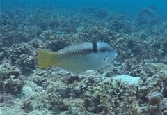 Halichoeres nicholsi