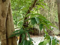 Syzygium samarangense