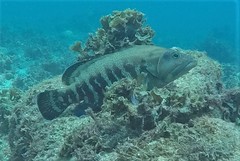 Cephalopholis panamensis