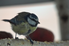 Cyanistes caeruleus