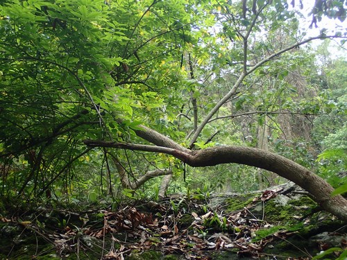 Mangifera caloneura (Mangifera caloneura)