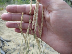 Thinopyrum elongatum