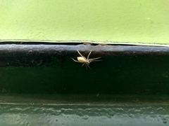 Arachosia praesignis