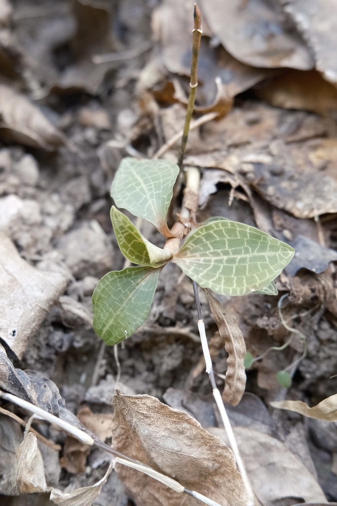 Goodyera biflora