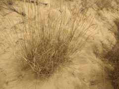 Thinopyrum elongatum