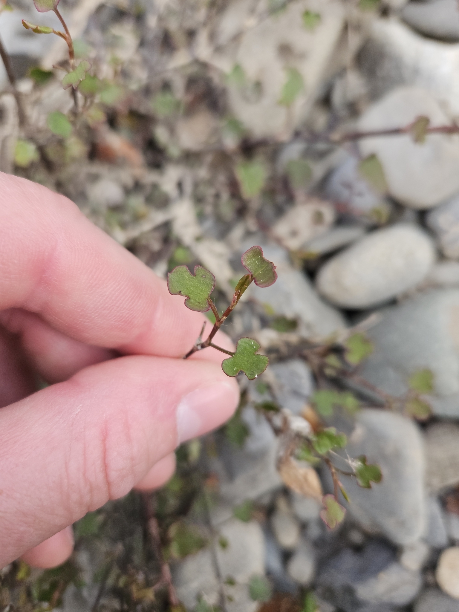 Pōhuehue (Muehlenbeckia australis)