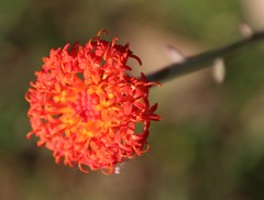 Kleinia fulgens