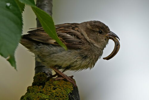 European house sparrow (Passer domesticus domesticus)