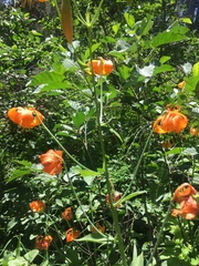 Lilium pardalinum shastense