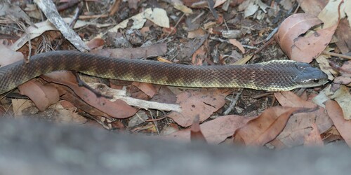 Tiger Snake sighting