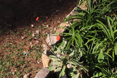 Kleinia fulgens