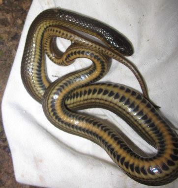 Gulf Crawfish Snake