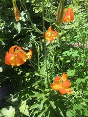 Lilium pardalinum shastense