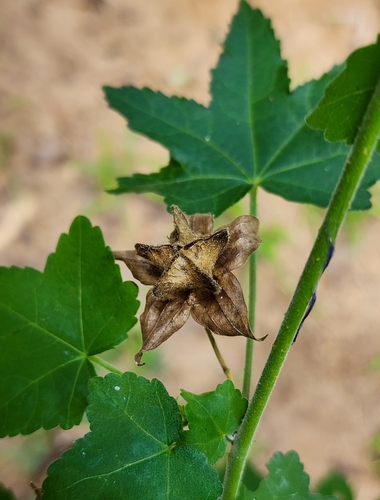 Image of Hibiscus vitifolius by (c) Aravinth, some rights reserved (CC BY)