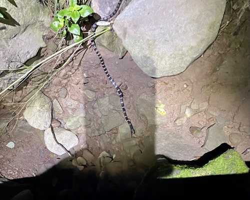 Formosa Wolf Snake