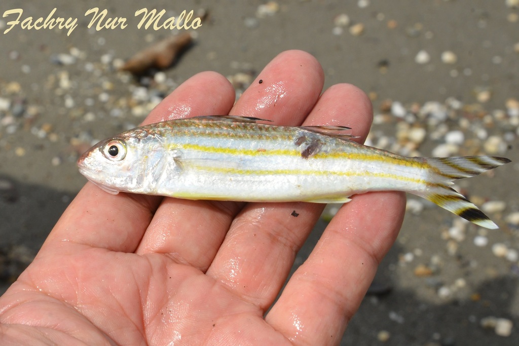 Bandedtail goatfish (Upeneus vittatus) — Mullidae