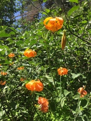Lilium pardalinum shastense
