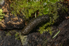 Deinacrida heteracantha