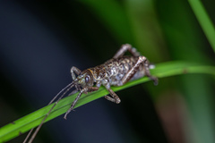 Deinacrida heteracantha