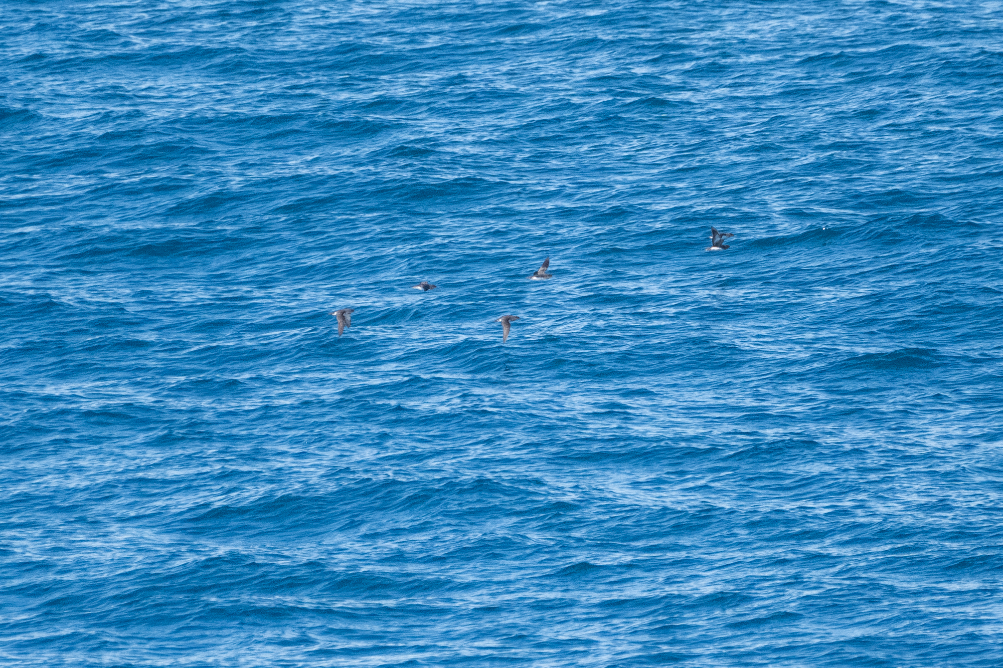 Hutton's Shearwater (Puffinus huttoni), photo 6