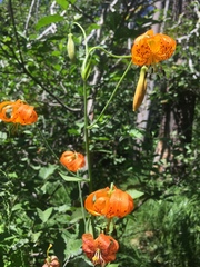 Lilium pardalinum shastense