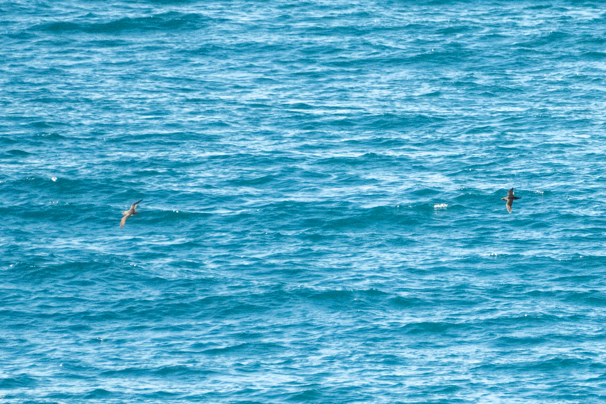 Hutton's Shearwater (Puffinus huttoni), photo 7
