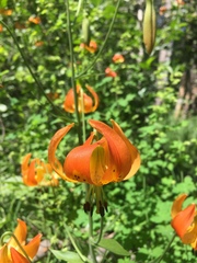 Lilium pardalinum shastense