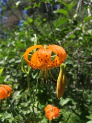 Lilium pardalinum shastense