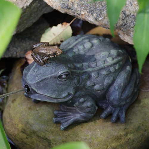 Green Frog photographed in Georgia