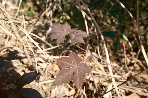 Rubus chingii, photograph 1