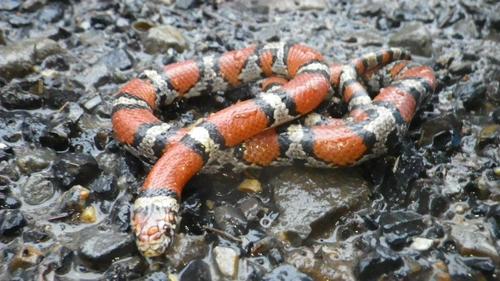 Lampropeltis gentilis