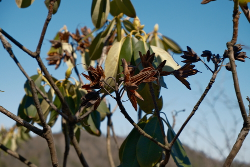 Rhododendron fortunei, photograph 2