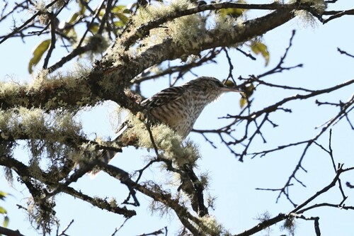 Grey-barred Wren (Campylorhynchus megalopterus), photo 5