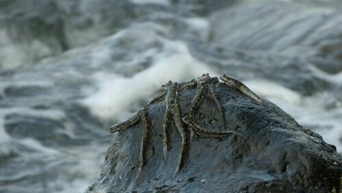 Scaleless rockskipper (Andamia heteroptera) — Blenniidae — 5