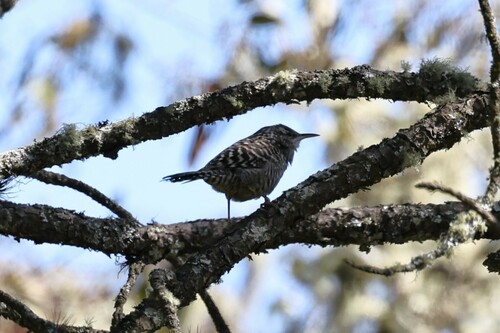 Grey-barred Wren (Campylorhynchus megalopterus), photo 6