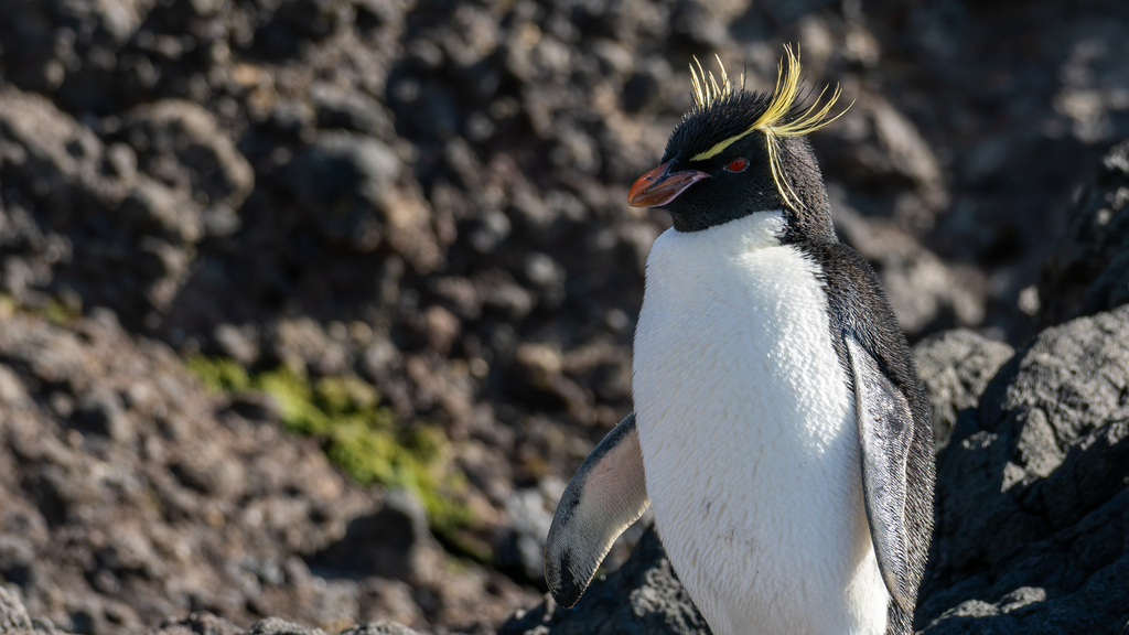 Close side view of an eastern rockhopper penguin with its yellow crest and pink-edged bill
