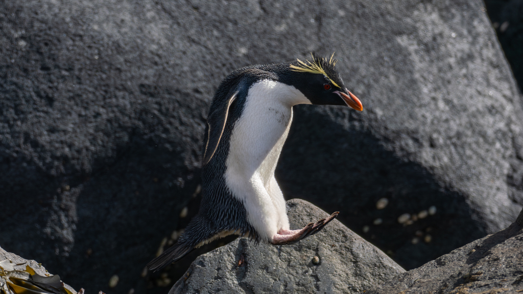 Eastern rockhopper penguin hopping between dark boulders
