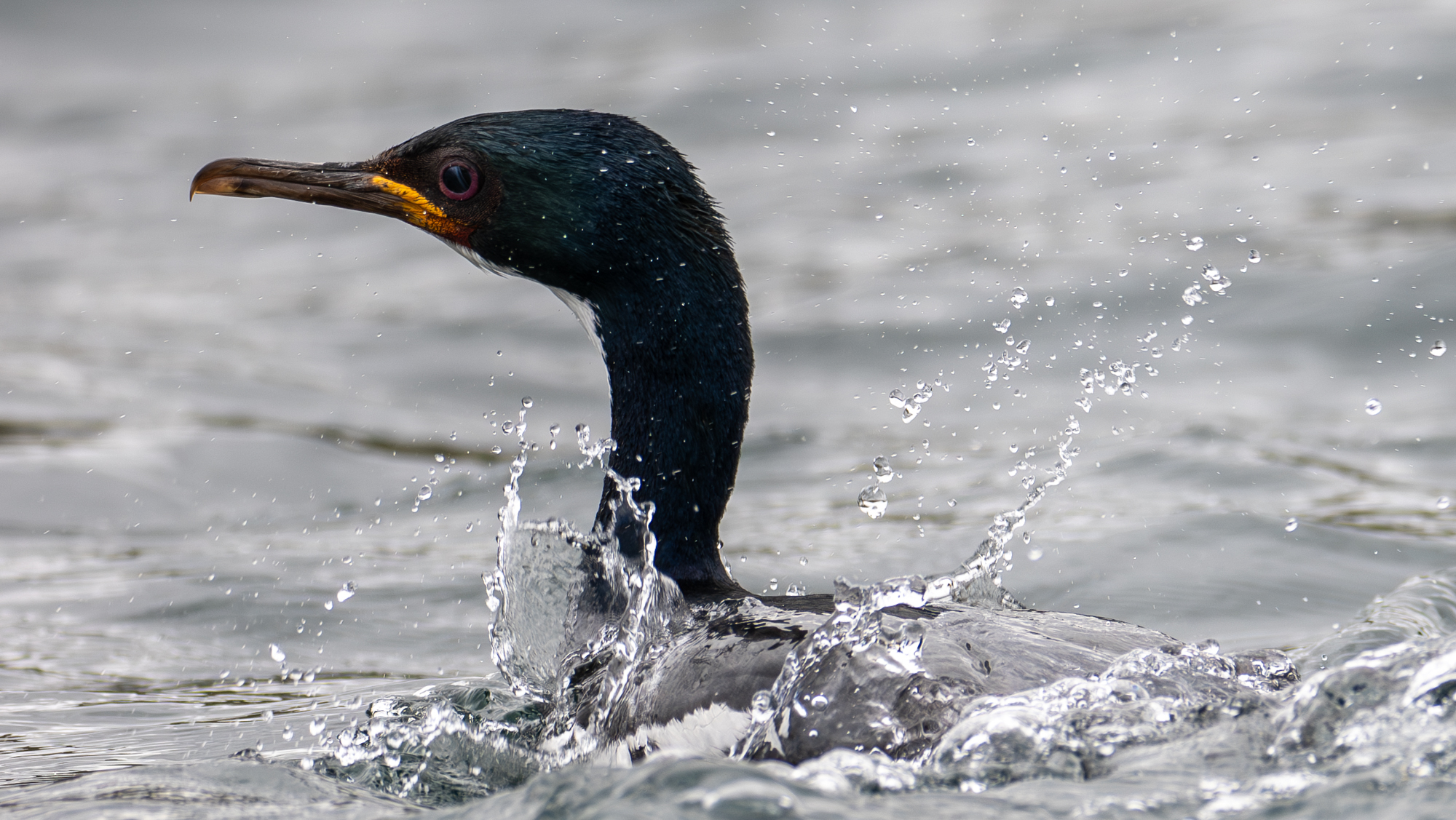 Auckland Shag (Leucocarbo colensoi), photo 2
