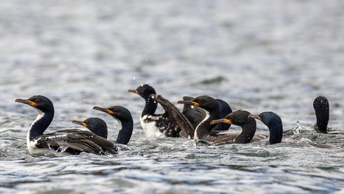 Auckland Shag (Leucocarbo colensoi)